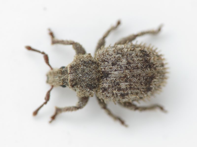 Trachyphloeus scabriculus (Linnaeus, 1771)
